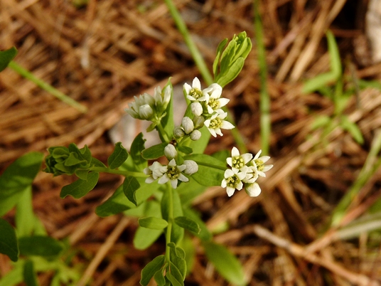 {Comandra umbellata}